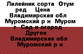 Лилейник сорта “Отум ред“ › Цена ­ 50 - Владимирская обл., Муромский р-н, Муром г. Сад и огород » Другое   . Владимирская обл.,Муромский р-н